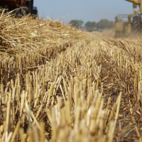 Standing Stubble